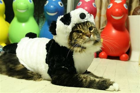 panda cat costume|More.